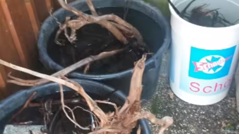 Dekoration im Aquarium 450 l Wurzelbiotop von Markaroni (20)