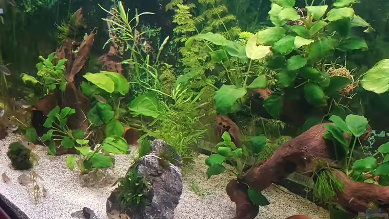 Dekoration im Aquarium 450 Liter von Aquarius1988 (35)