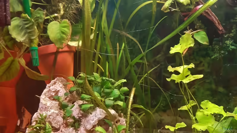 Dekoration im Aquarium 450 Liter von Aquarius1988 (36)