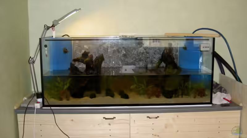 Dekoration im Aquarium 450l Gesellschafts-Pfütze ;) von kajakfreak (8)