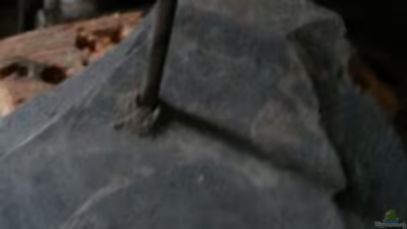 Dekoration im Aquarium 54 l Wurzelbiotop von Markaroni (25)