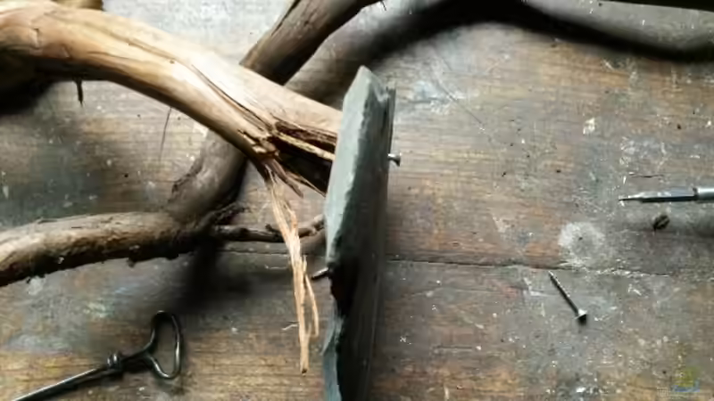 Dekoration im Aquarium 54 l Wurzelbiotop von Markaroni (28)