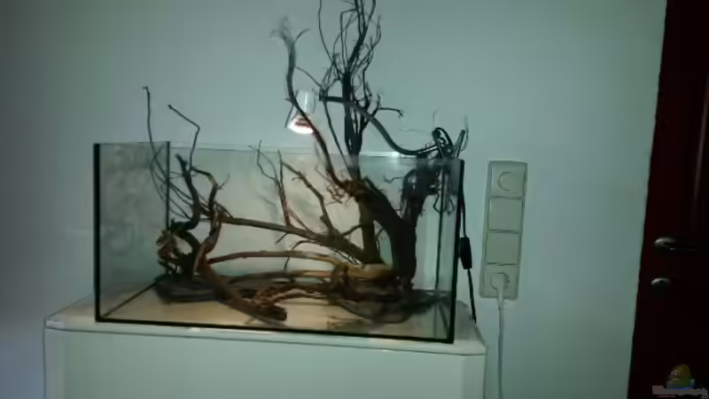 Dekoration im Aquarium 54 l Wurzelbiotop von Markaroni (29)