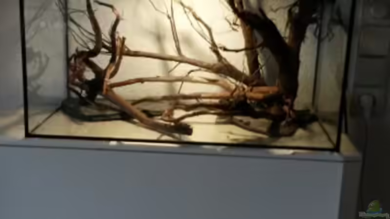 Dekoration im Aquarium 54 l Wurzelbiotop von Markaroni (30)
