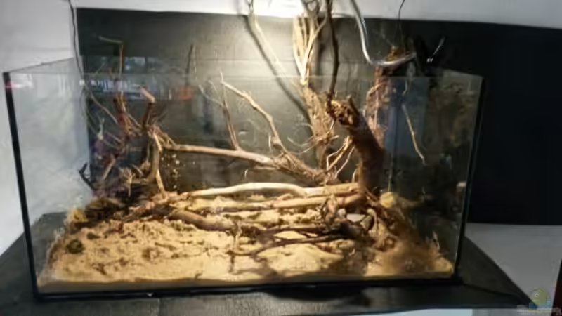 Dekoration im Aquarium 54 l Wurzelbiotop von Markaroni (32)