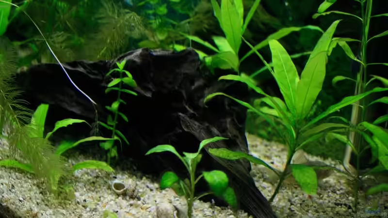 Dekoration im Aquarium 54 Liter Aufzucht von blubba123 (2)