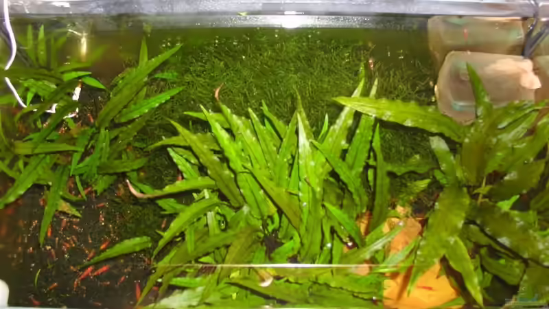 Dekoration im Aquarium 54 Liter CrystalRed und Bienen von Matthias (9)