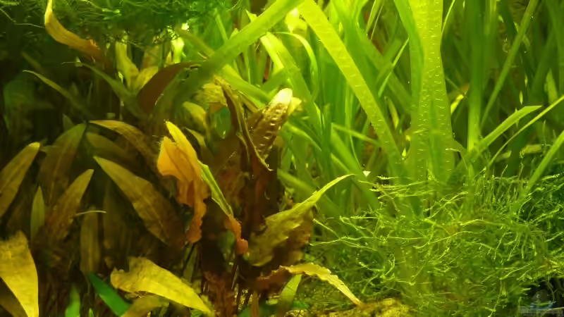 Dekoration im Aquarium 54 Liter von A. G. (19)