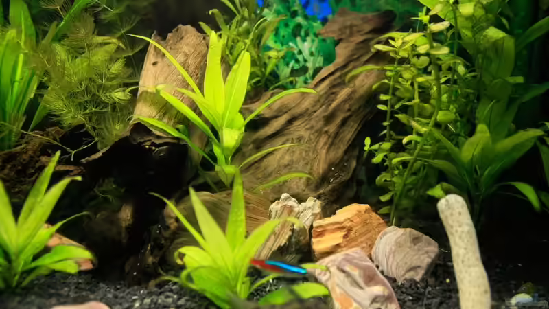 Dekoration im Aquarium 54 Liter von blubba123 (4)