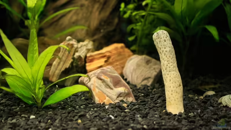 Dekoration im Aquarium 54 Liter von blubba123 (5)