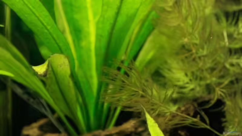 Dekoration im Aquarium 54 Liter von blubba123 (6)