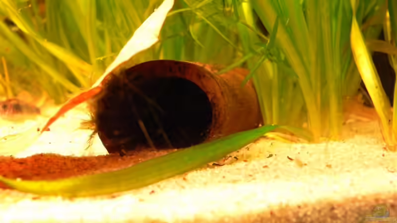 Dekoration im Aquarium 54 Liter von Lexterpower (7)