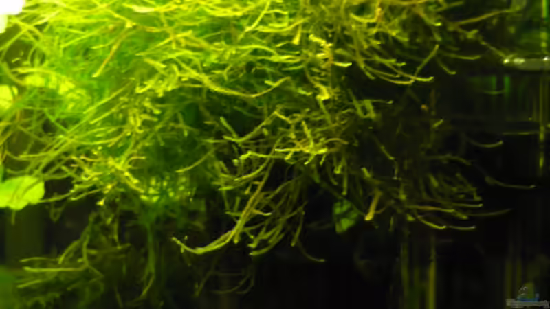 Dekoration im Aquarium 54 Liter von Wels (13)