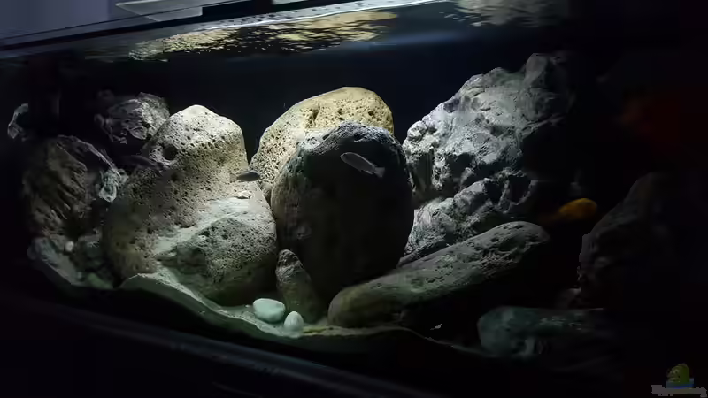 Dekoration im Aquarium 540 l Malawi Rock von Mel (26)