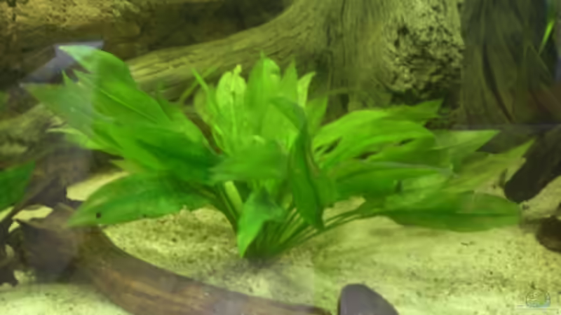 Dekoration im Aquarium 540er flösselhecht revier von Christian Fries (3)