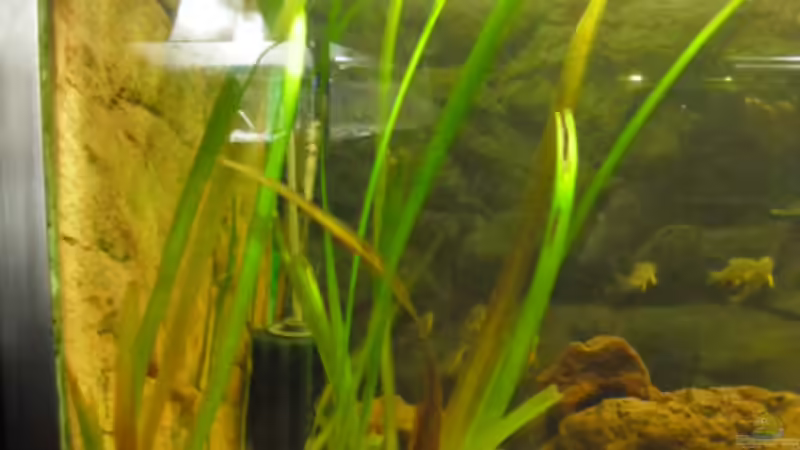 Dekoration im Aquarium 540er flösselhecht revier von Christian Fries (4)