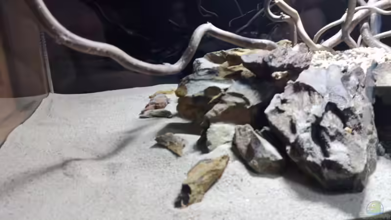 Dekoration im Aquarium 54er Scape / Wood-Stone von Torsten Bullmahn (15)