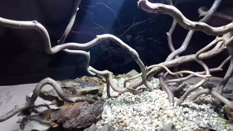 Dekoration im Aquarium 54er Scape / Wood-Stone von Torsten Bullmahn (22)