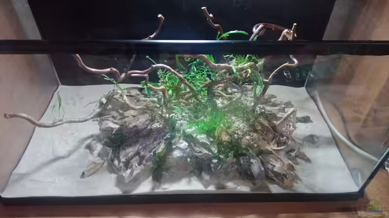 Dekoration im Aquarium 54er Scape / Wood-Stone von Torsten Bullmahn (24)