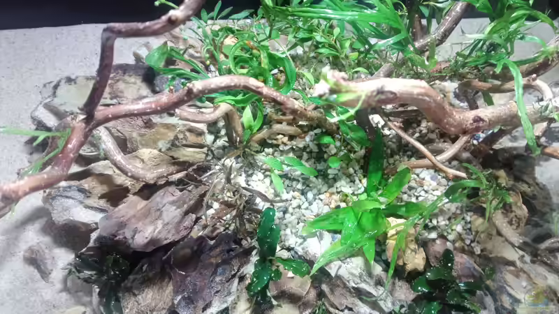 Dekoration im Aquarium 54er Scape / Wood-Stone von Torsten Bullmahn (26)