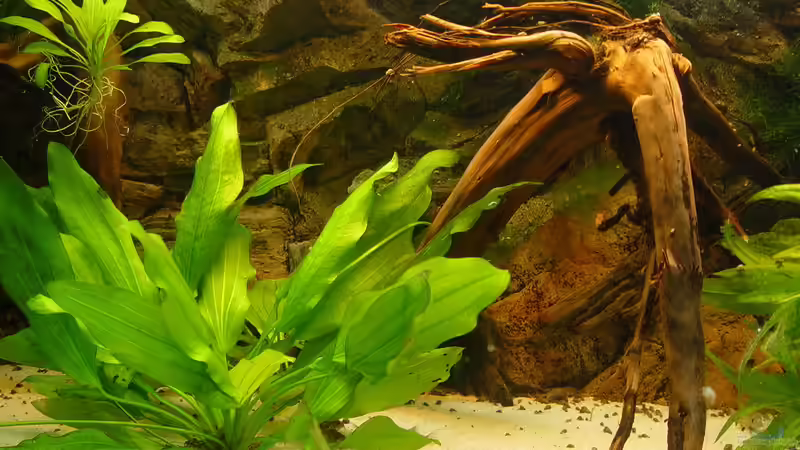 Dekoration im Aquarium 575 Liter Diskus Wildfangbecken (abgebaut) von Rene Dietzel (3)