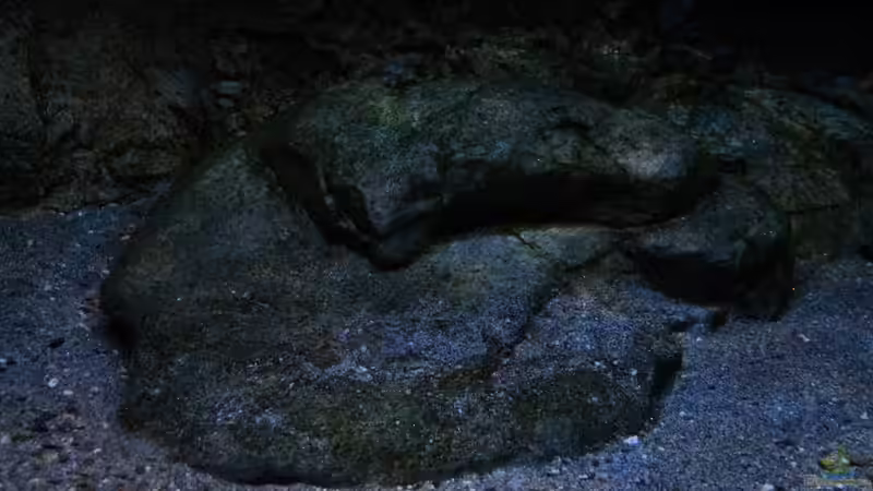 Dekoration im Aquarium 575 Liter Malawibecken von Sebastian O. (10)