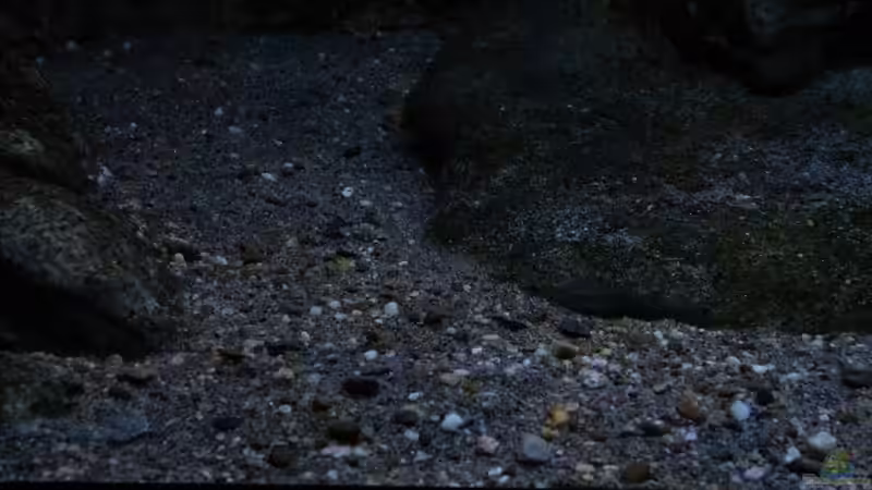 Dekoration im Aquarium 575 Liter Malawibecken von Sebastian O. (12)