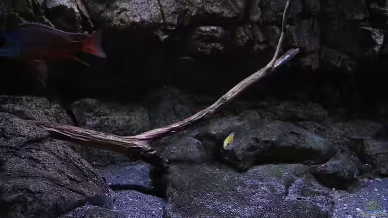 Dekoration im Aquarium 575 Liter Malawibecken von Sebastian O. (17)