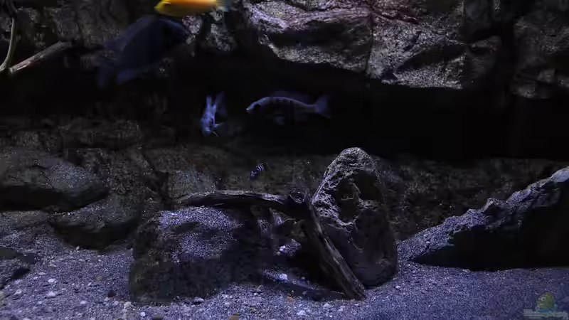 Dekoration im Aquarium 575 Liter Malawibecken von Sebastian O. (18)