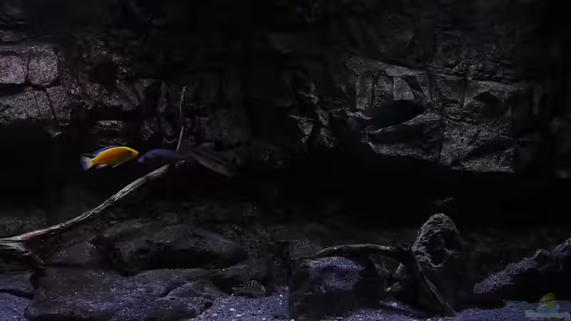 Dekoration im Aquarium 575 Liter Malawibecken von Sebastian O. (19)