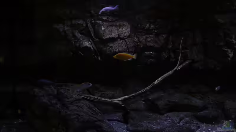 Dekoration im Aquarium 575 Liter Malawibecken von Sebastian O. (22)