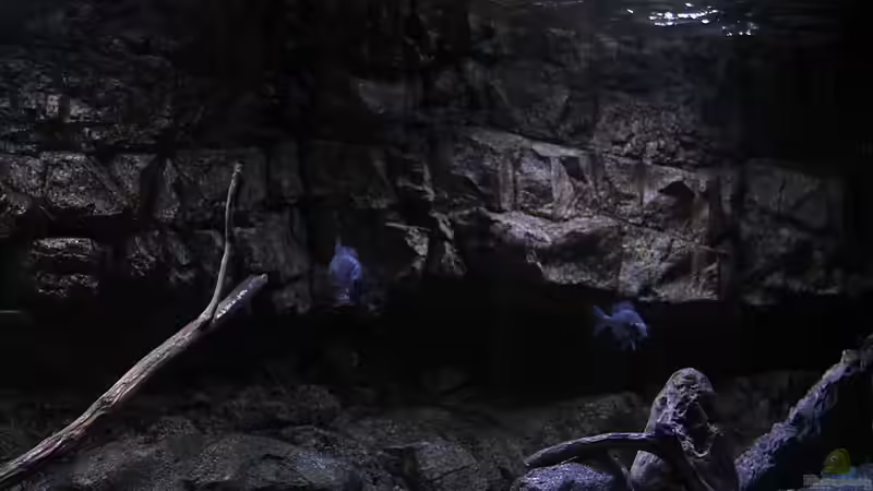 Dekoration im Aquarium 575 Liter Malawibecken von Sebastian O. (23)