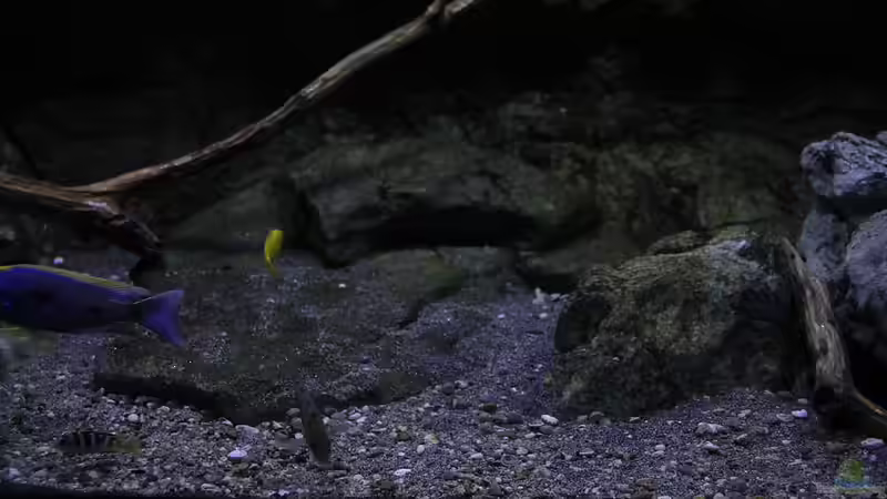 Dekoration im Aquarium 575 Liter Malawibecken von Sebastian O. (24)