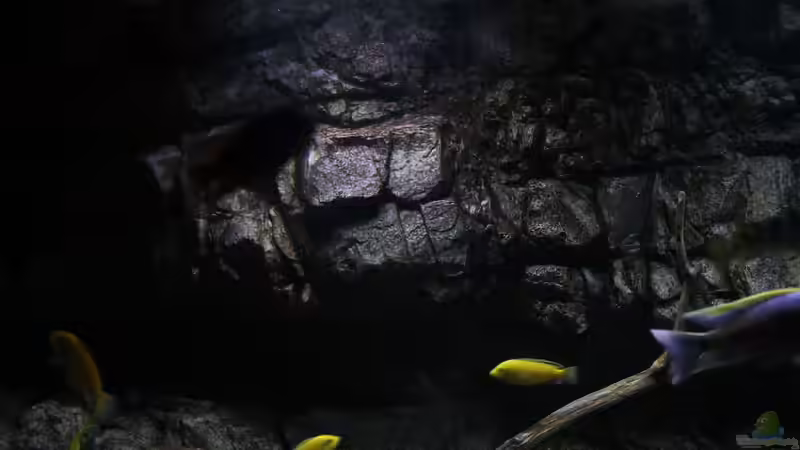 Dekoration im Aquarium 575 Liter Malawibecken von Sebastian O. (25)