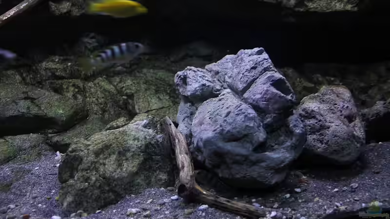 Dekoration im Aquarium 575 Liter Malawibecken von Sebastian O. (26)