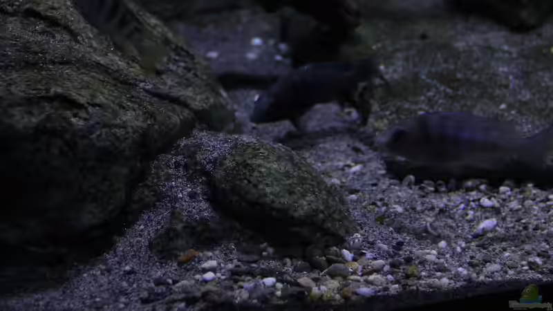 Dekoration im Aquarium 575 Liter Malawibecken von Sebastian O. (27)