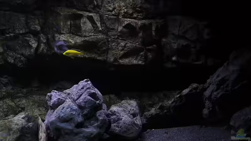 Dekoration im Aquarium 575 Liter Malawibecken von Sebastian O. (28)