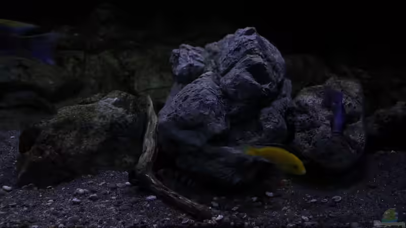 Dekoration im Aquarium 575 Liter Malawibecken von Sebastian O. (29)