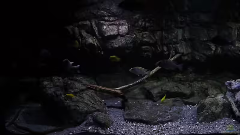 Dekoration im Aquarium 575 Liter Malawibecken von Sebastian O. (30)