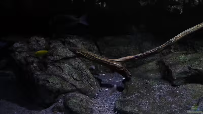 Dekoration im Aquarium 575 Liter Malawibecken von Sebastian O. (32)