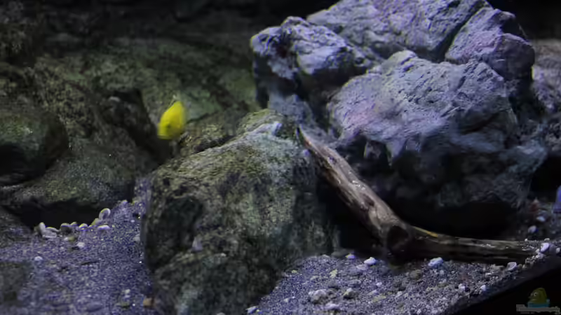 Dekoration im Aquarium 575 Liter Malawibecken von Sebastian O. (34)