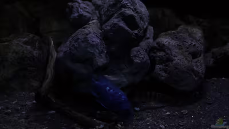 Dekoration im Aquarium 575 Liter Malawibecken von Sebastian O. (35)