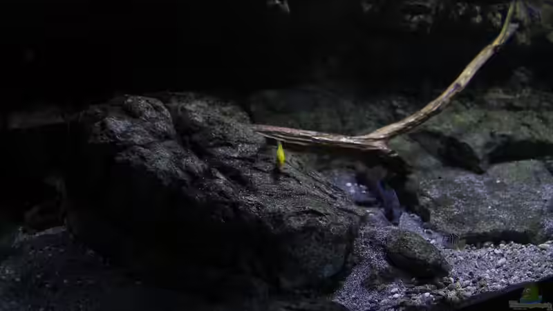 Dekoration im Aquarium 575 Liter Malawibecken von Sebastian O. (36)