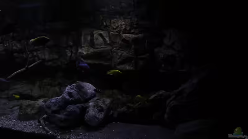 Dekoration im Aquarium 575 Liter Malawibecken von Sebastian O. (37)