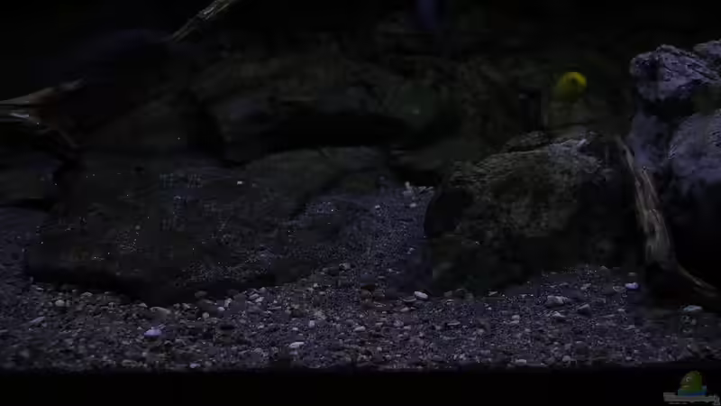 Dekoration im Aquarium 575 Liter Malawibecken von Sebastian O. (38)