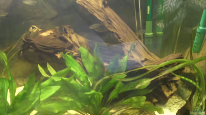 Dekoration im Aquarium 575er von Christian Fries (5)