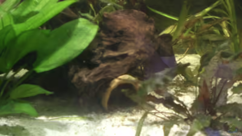 Dekoration im Aquarium 575er von Christian Fries (6)