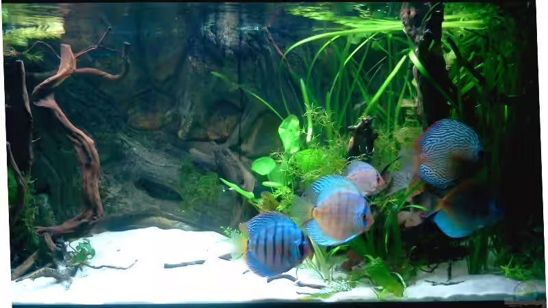 Dekoration im Aquarium 576Liter Amazonas! von Tommarlon (5)