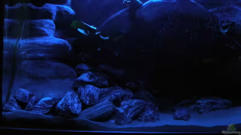 Dekoration im Aquarium 672L Mbuna Becken - nur noch als Beispiel - von Marco O. (30)