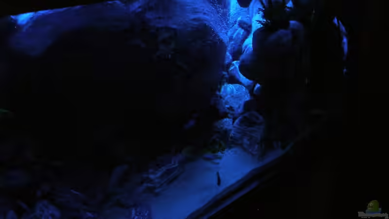 Dekoration im Aquarium 672L Mbuna Becken - nur noch als Beispiel - von Marco O. (32)